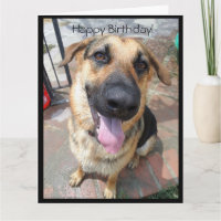 Joyeux anniversaire à un jeune élève berger allema