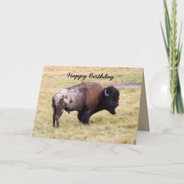 Carte Joyeux anniversaire, bison poussiéreux Taureau (Devant)