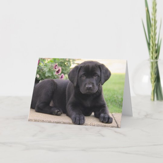 Carte Joyeux Anniversaire Black Labrador Retriever Chien Zazzle Ca