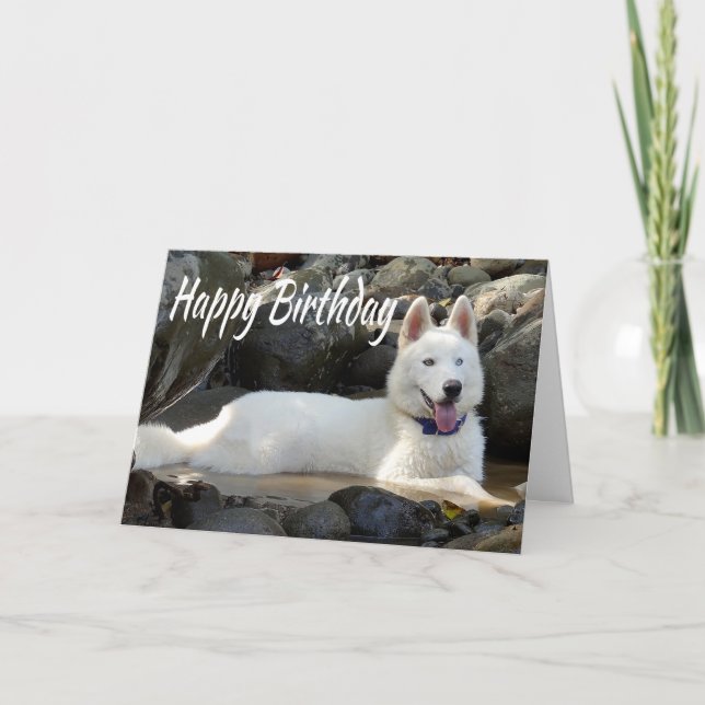 Carte Joyeux Anniversaire Blanc Sibérien Husky Chien chi (Devant)