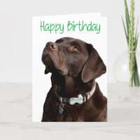 Joyeux anniversaire Brown Labrador Retriever Puppy