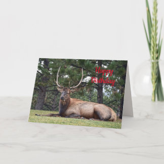 Carte Joyeux anniversaire, Bull Elk reposant