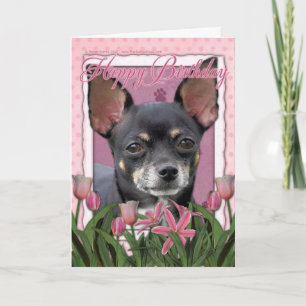 Carte Joyeux anniversaire - Chihuahua - Isabella