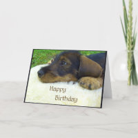 Joyeux anniversaire, chiot mignon de teckel