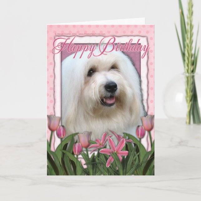 Carte Joyeux anniversaire - Coton de Tulear (Devant)