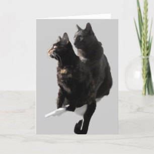 Carte Joyeux Anniversaire Couple de Chats