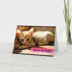 Carte Joyeux Anniversaire Cute Little Kitten