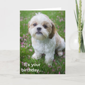 Carte Joyeux anniversaire d'Edie le chiot Shih Tzu