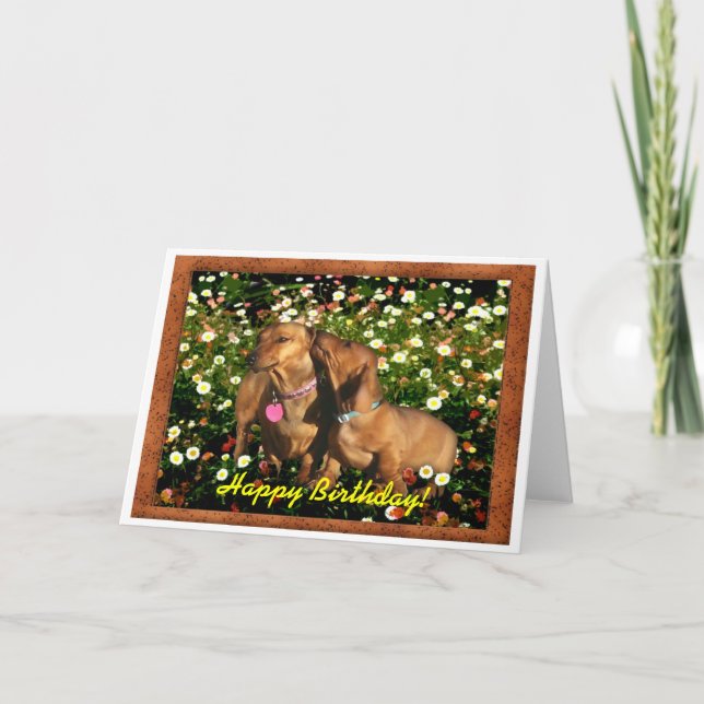 Carte Joyeux anniversaire des Dachshunds ! (Devant)