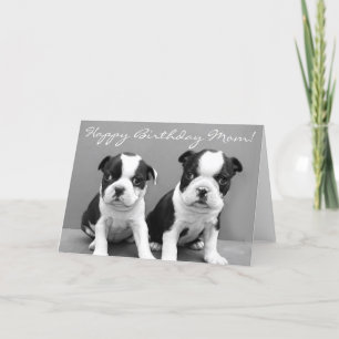 Carte Joyeux anniversaire Maman Boston Terrier Puppies c
