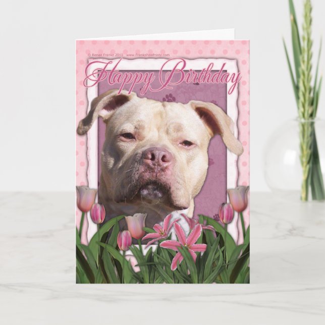 Carte Joyeux anniversaire - Pitbull - fille du Jersey (Devant)