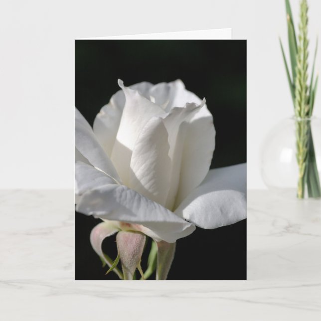Carte Joyeux anniversaire - Rose blanche (Devant)