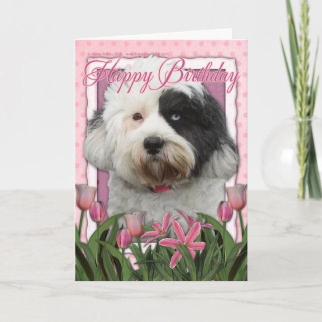 Carte Joyeux anniversaire - Terrier tibétain (Devant)