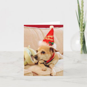 Carte Joyeux Noël Chihuahua Cutie 4Sadie