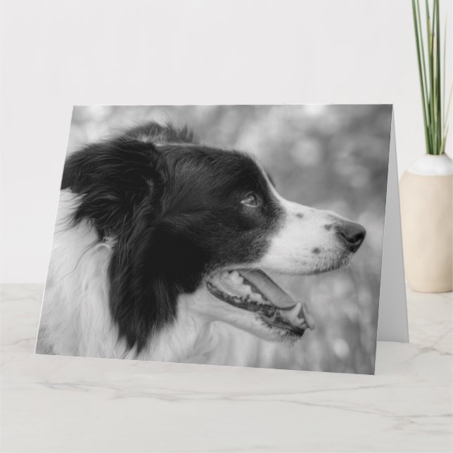 Carte Joyeux Woof Day Bordure Collie Chien Anniversaire (Devant)