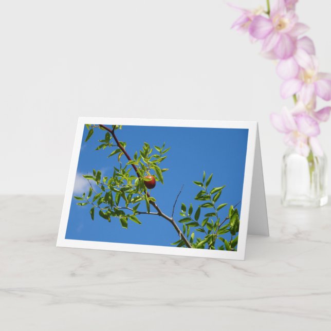 Carte Jujube Fruit sur arbre décidu (Orchidée)