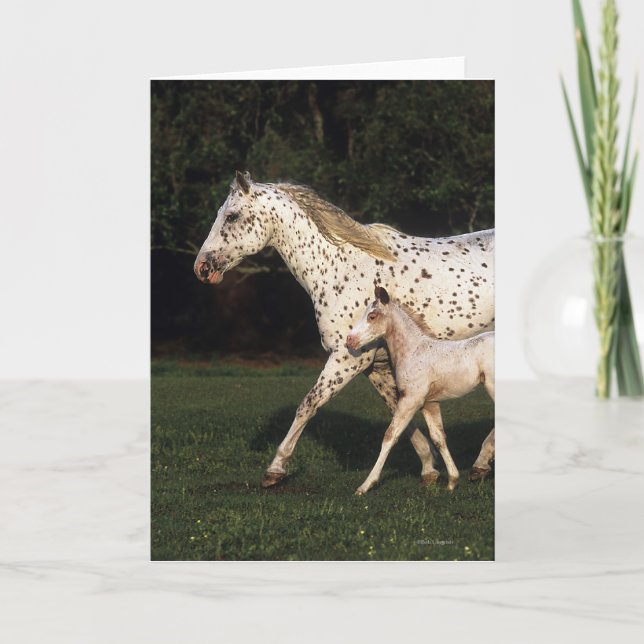 Carte Jument et poulain d'Appaloosa dans le domaine (Devant)