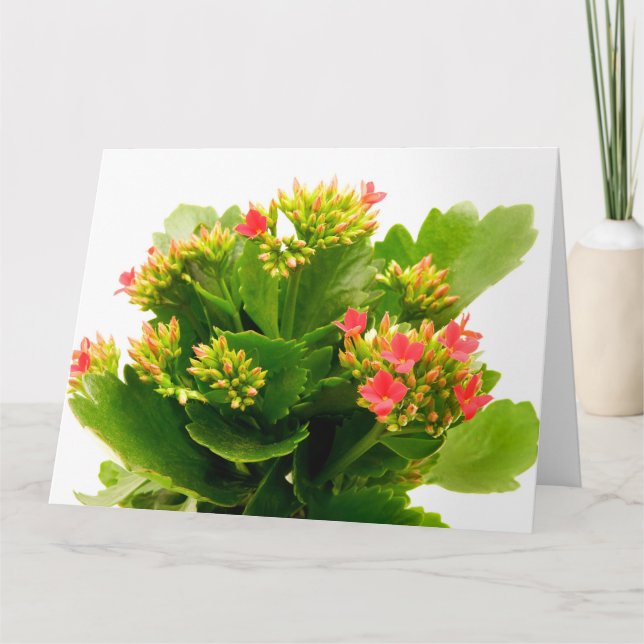 Carte Kalanchoe blossfeldiana (Devant)
