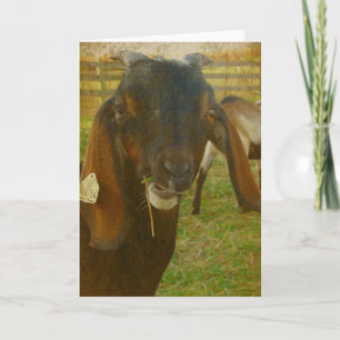 Carte Kalvin Dit Bonjour