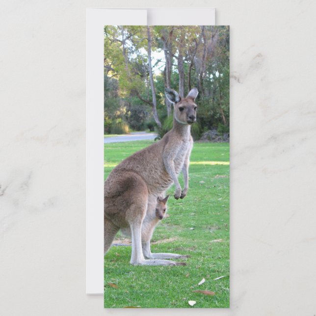 Carte Kangaroo et Joey (Devant)