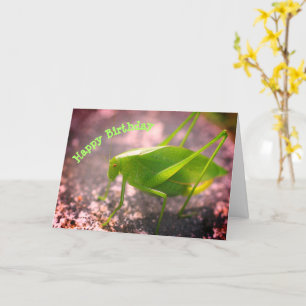 Carte Katydid Grasshopper Nature