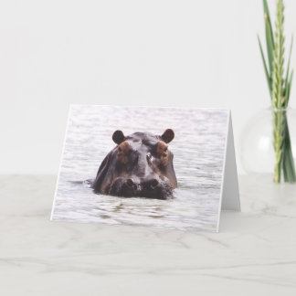 Carte Keeboko curieux (hippopotame)
