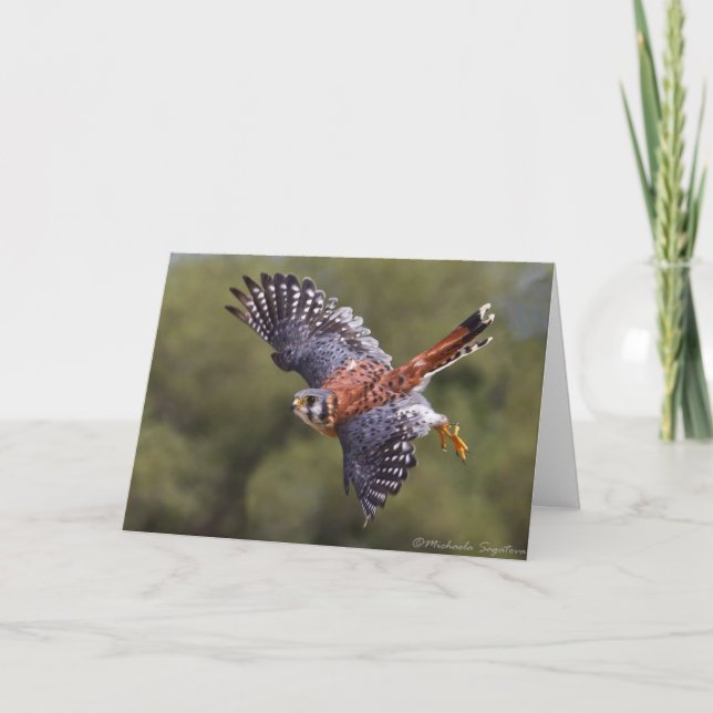 Carte Kestrel américain (Devant)