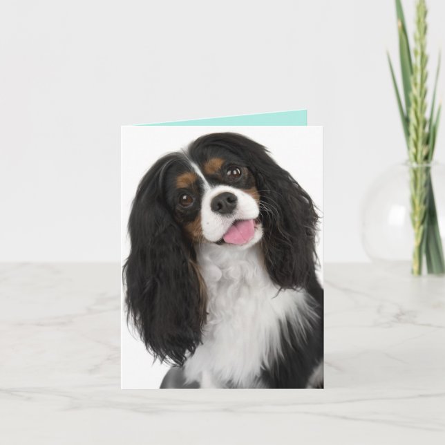 Carte King Charles Cavalier - Note (Devant)