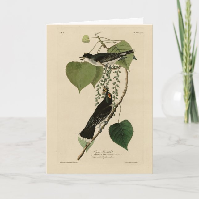 Carte Kingbird de l'est des oiseaux d'Amérique d'Audubon (Devant)