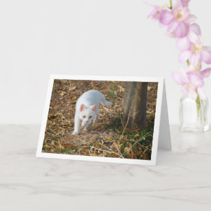 Carte Kitten blanc en portrait de forêt
