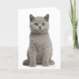 Carte Kitten de Shorthair britannique (10 semaines) 2
