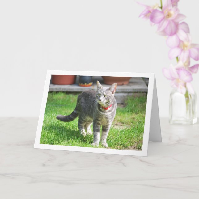 Carte Kitten gris dans le portrait de jardin (Orchidée)