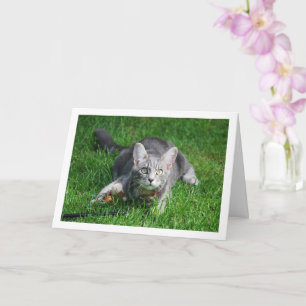 Carte Kitten gris sur la pelouse avec jouet