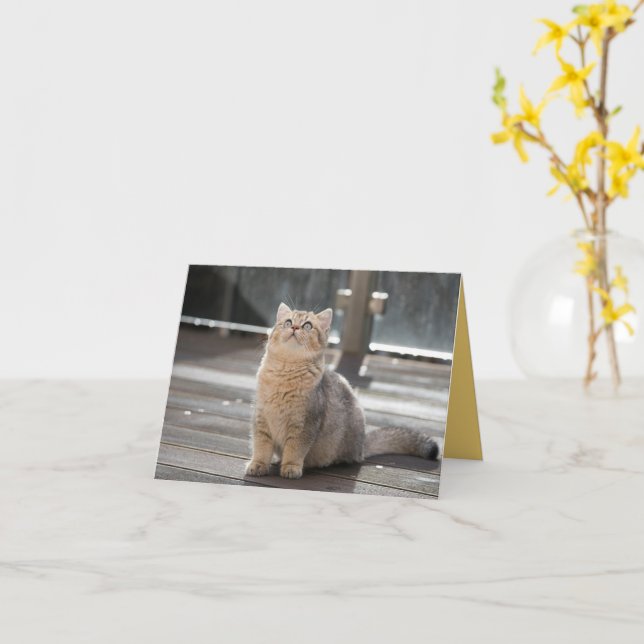 Carte Kitten Love (Fleur jaune)