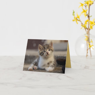 Carte Kitten Love