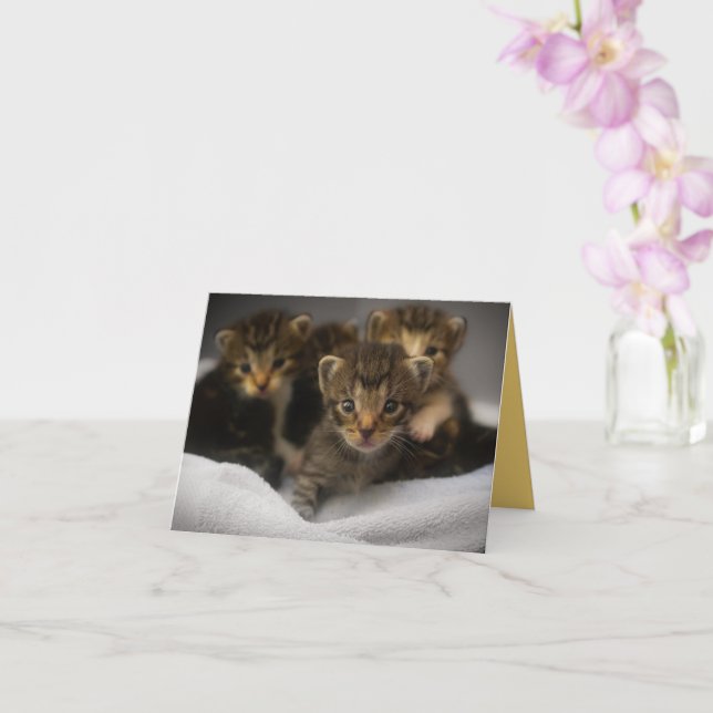 Carte Kitten Love (Orchidée)