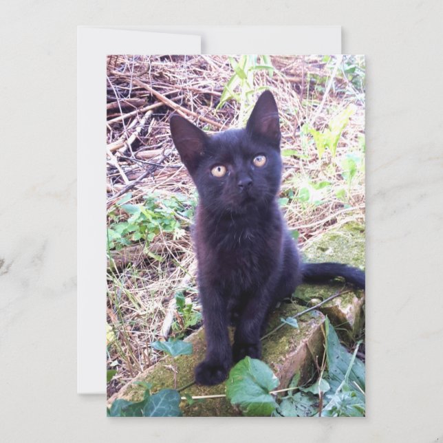 Carte Kitten noir (Devant)