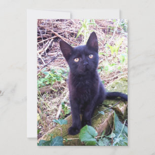 Carte Kitten noir