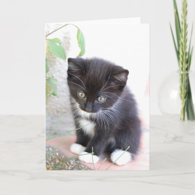 Carte Kitten noir et blanc (Devant)