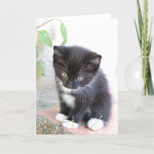 Carte Kitten noir et blanc