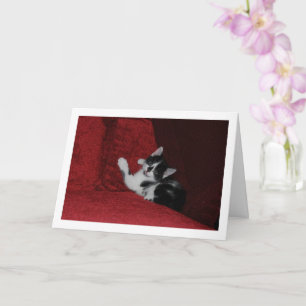 Carte Kitten noir et blanc sur canapé rouge