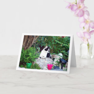 Carte Kitten noir et blanc sur Rockery