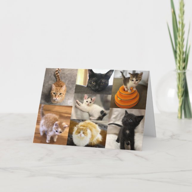 Carte Kitties des comtés jumeaux (Devant)