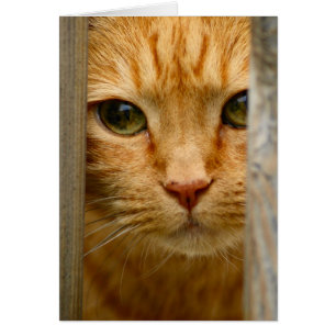 Carte Kitty