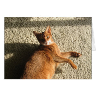 Carte Kitty Lounge