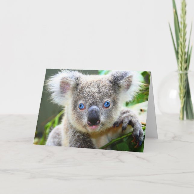 Carte Koalas ours (Devant)