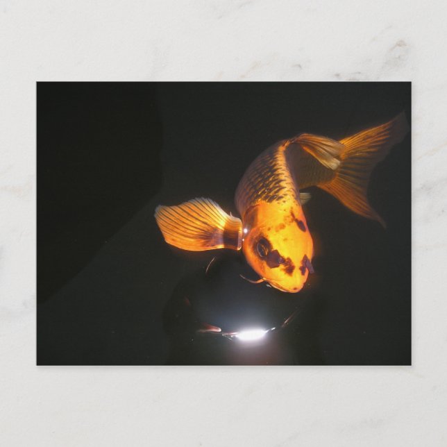 Carte Koi Post non écrasée (Devant)