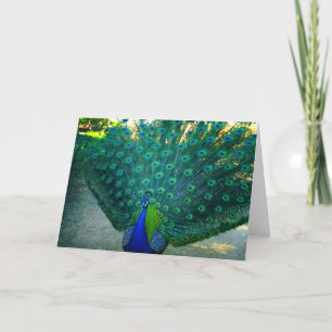 Carte La beauté d'un paon
