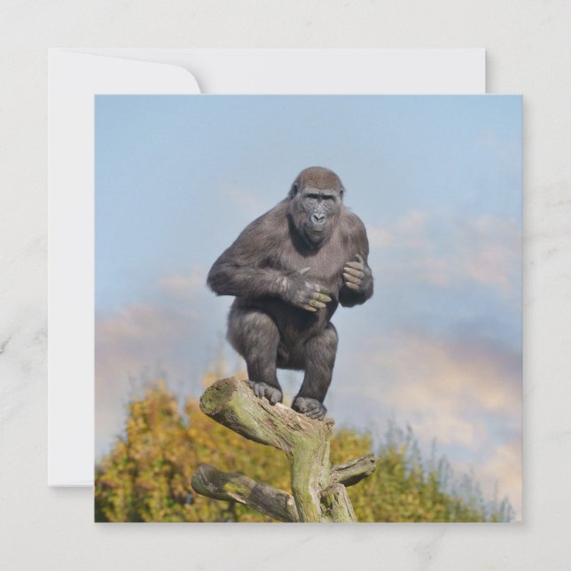 Carte La loi sur l'équilibre des arbres de Gorilla (Devant)