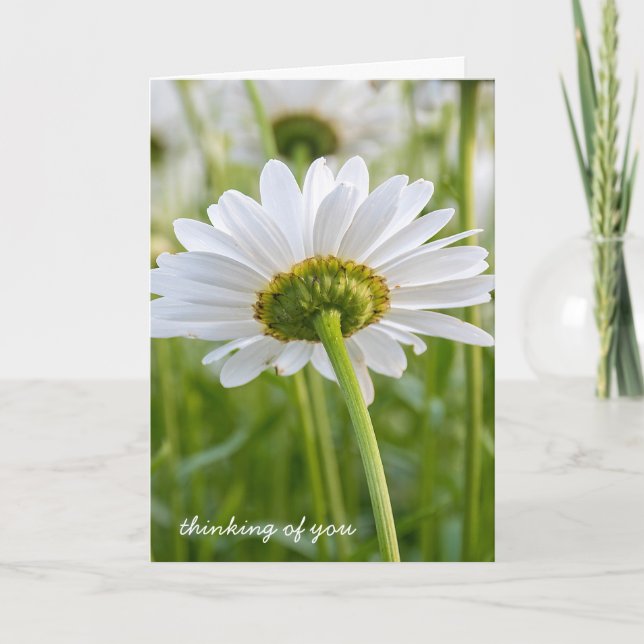 Carte la marguerite blanche qui pense à vous (Devant)